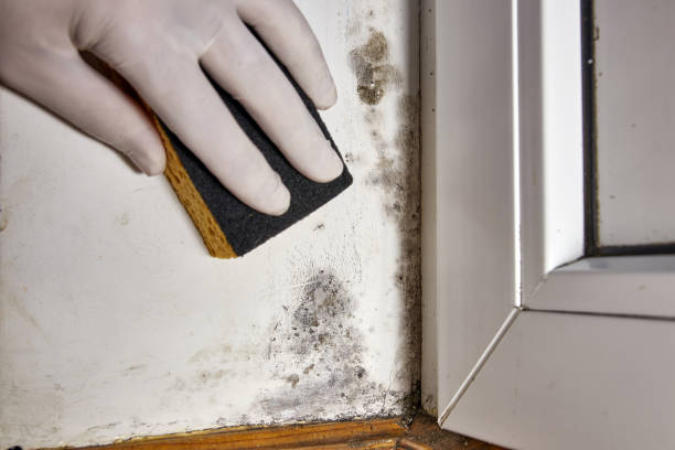 Best Mold Prevention Services  in Lincoln Village, OH