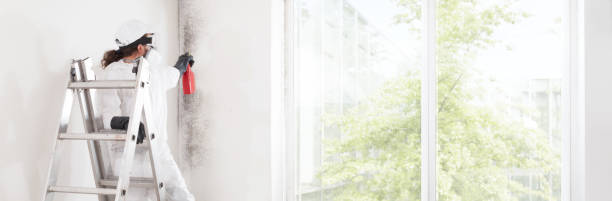 Lincoln Village, OH Mold Removal Pros